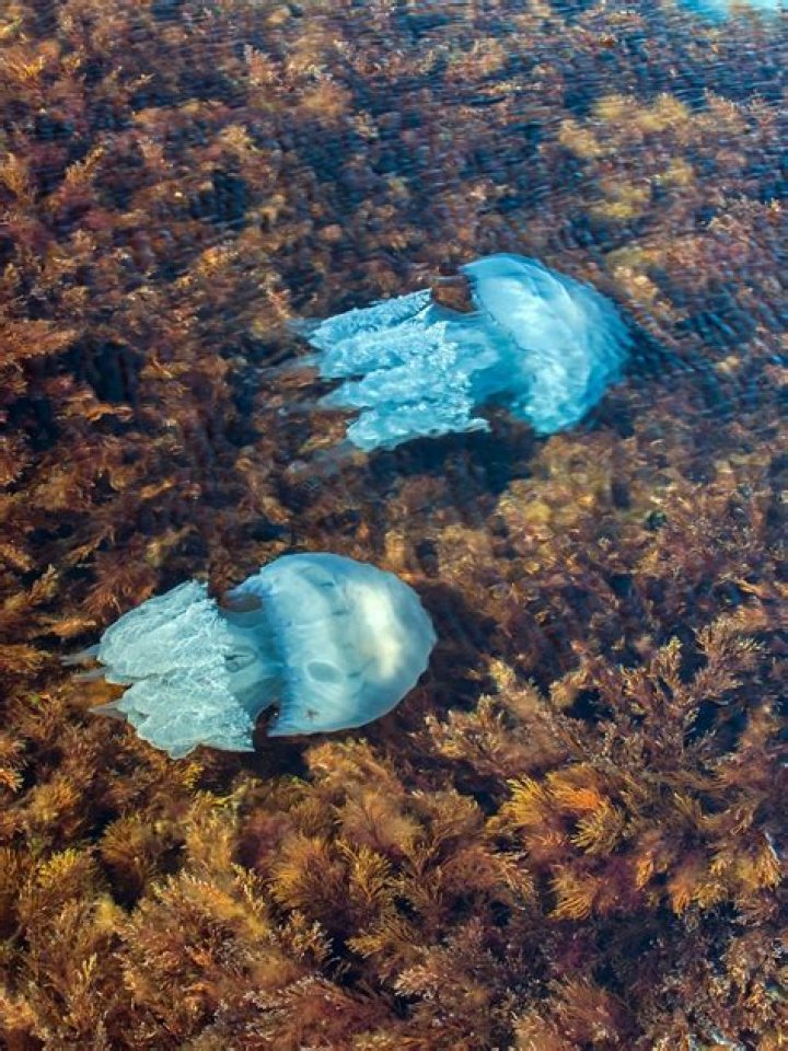 Are blue blubber jellyfish dangerous?