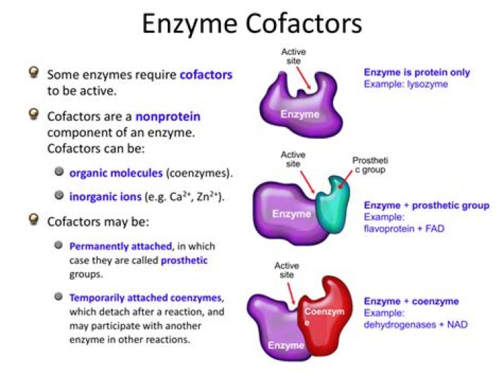 Are cofactors consumed in reaction?