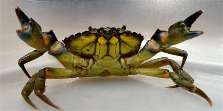 Are green crabs poisonous?