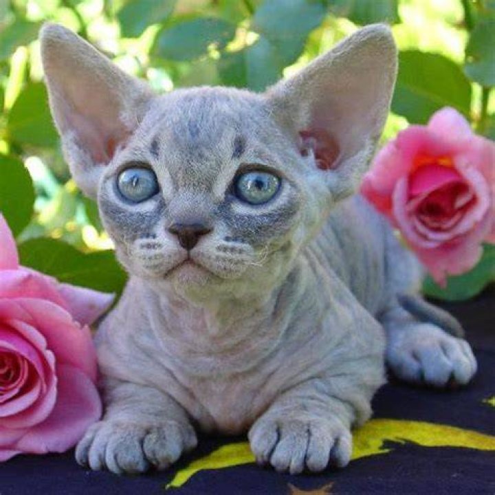 Are minskin cats hypoallergenic?