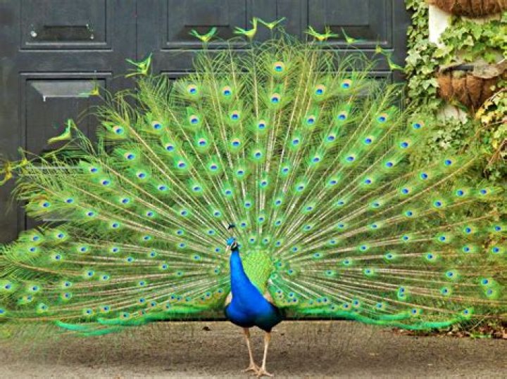 Are peacock feathers unlucky?