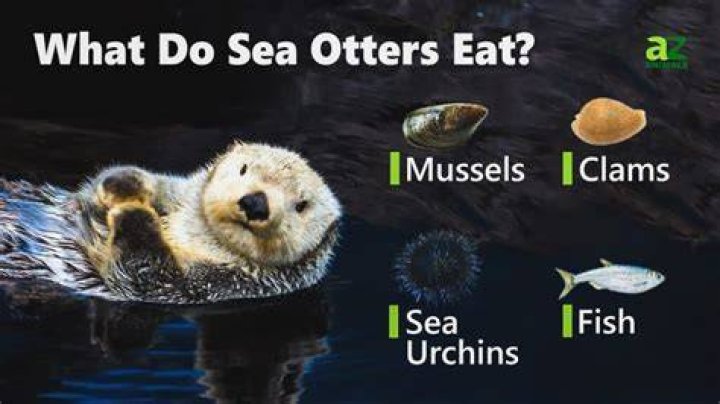 Are sea otters omnivores?
