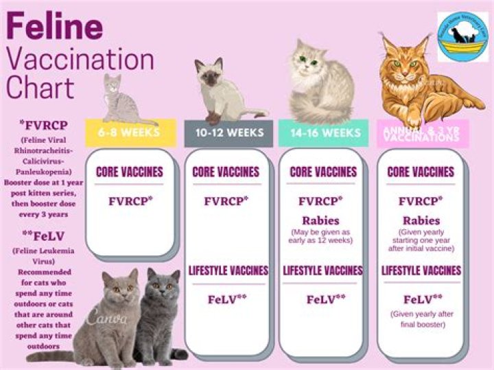 At what age do you vaccinate kittens?