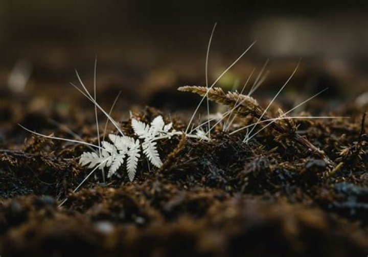 Can collaborations be plural?