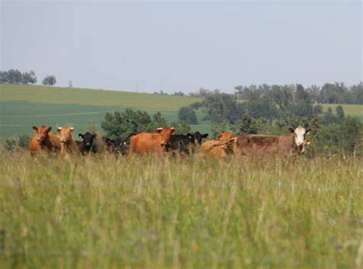 Can cows be inoculated against tb?