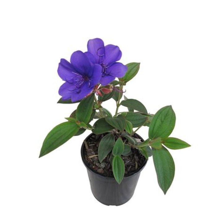 Can i cut back tibouchina?