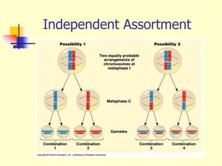 Can independent assortment result in variation?