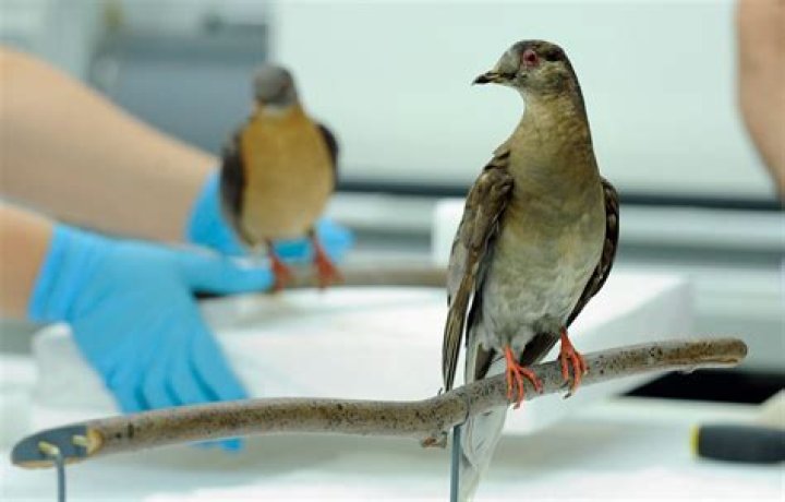 Can passenger pigeons be cloned?
