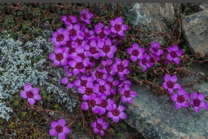 Can you divide saxifrage?