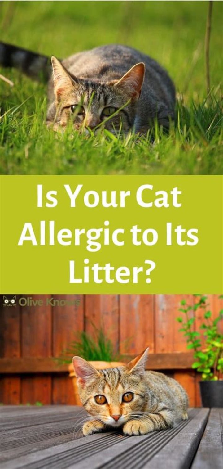 Could i be allergic to cat litter?