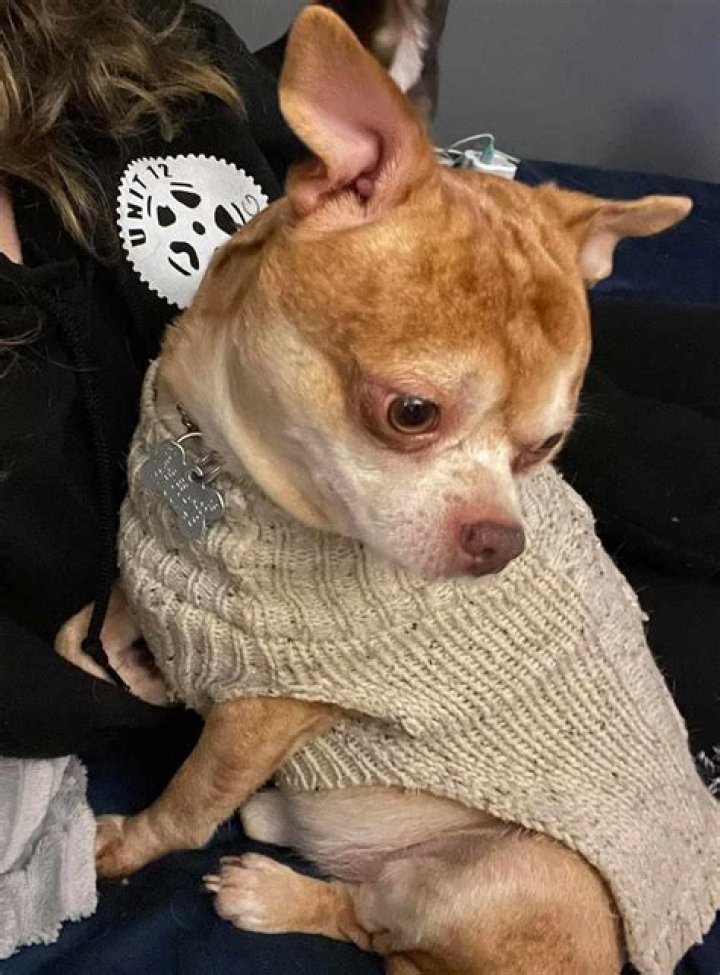 Did prancer the chihuahua get adopted?