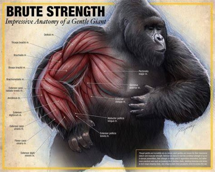 Do gorilla arms work in beat on the brat?