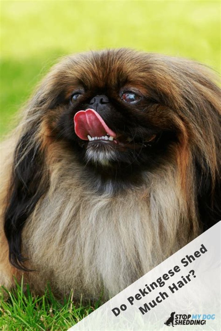 Do pekingese shed hair?