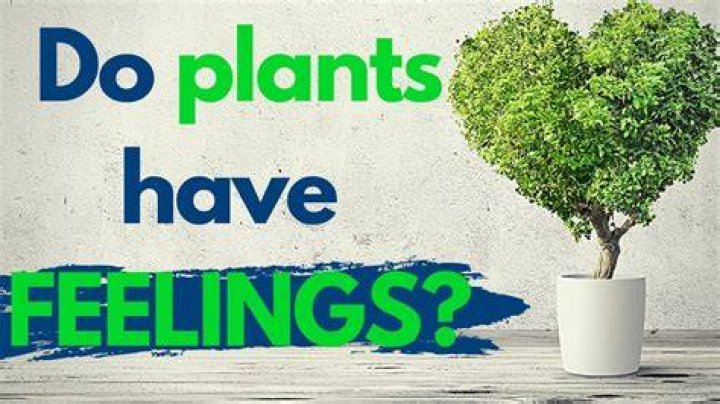 Do plants have emotions?