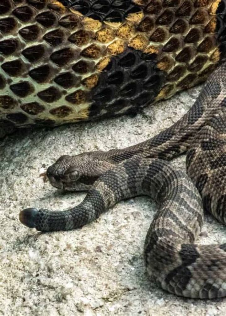 Do rattlesnakes nurse their young?