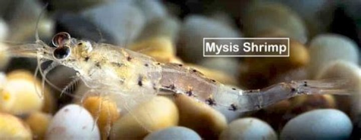 Do you have to feed mysis shrimp?