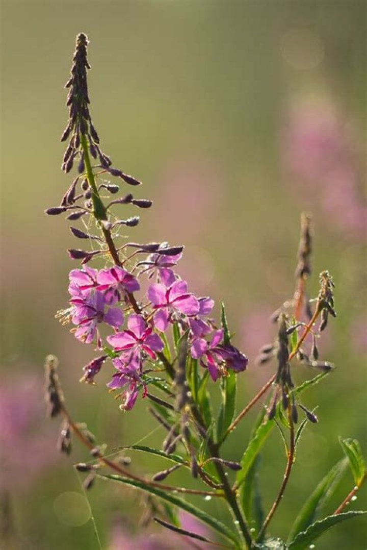 Does fireweed grow in michigan?