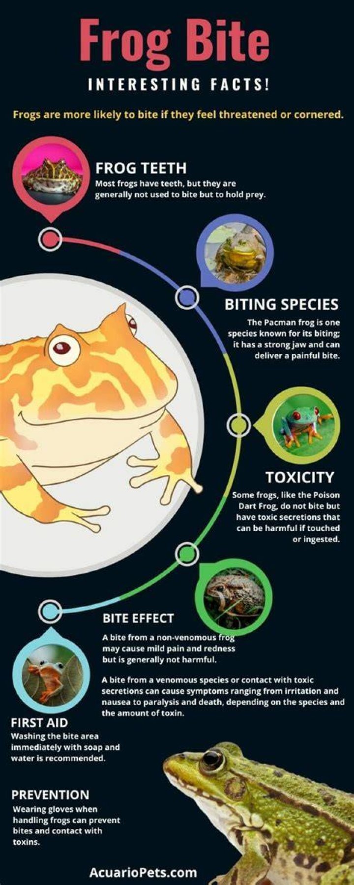 Does frog bite hurt?