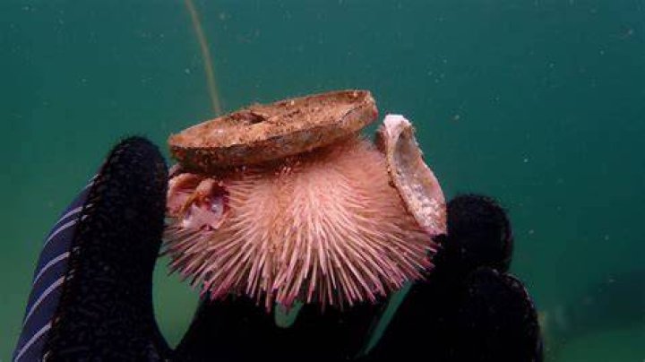Does sea urchins have bones?