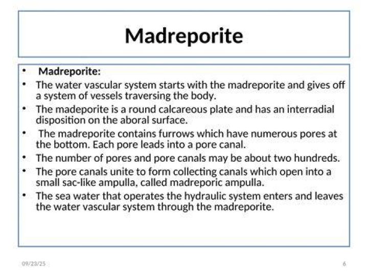 How a madreporite works?