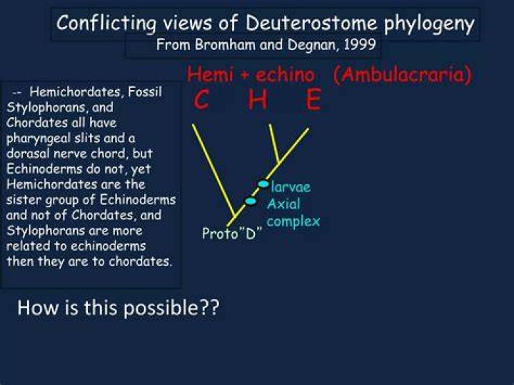 How do hemichordates feed?