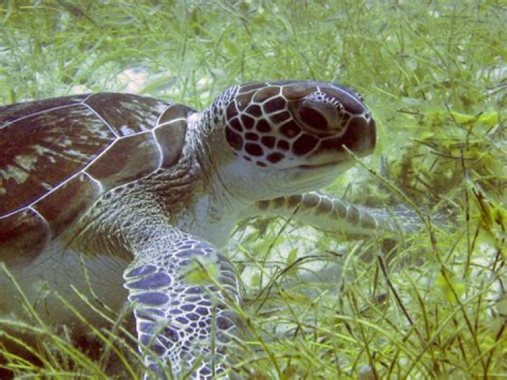 How green sea turtles are endangered?