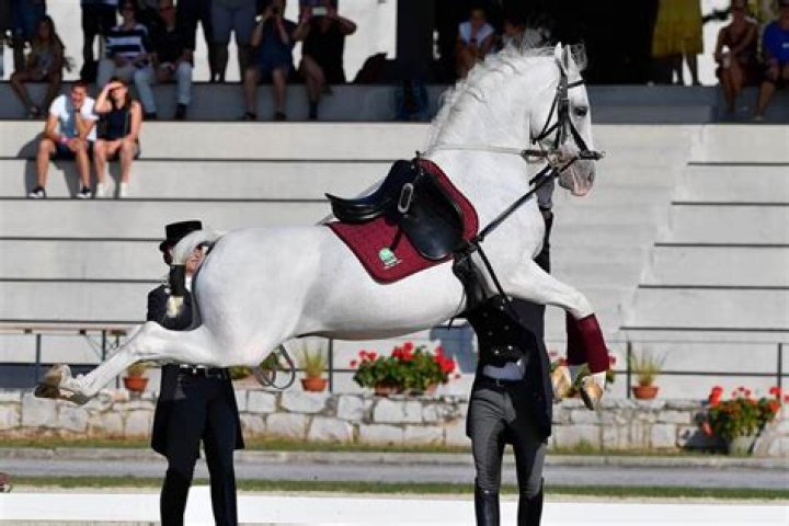How much is a lipizzaner horse?