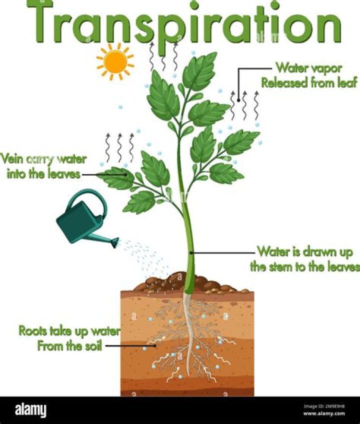 How much water a plant transpire?