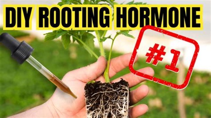 How to make root growing hormone at home?