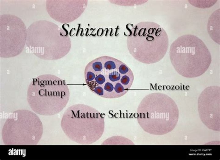 In biology what is schizont?
