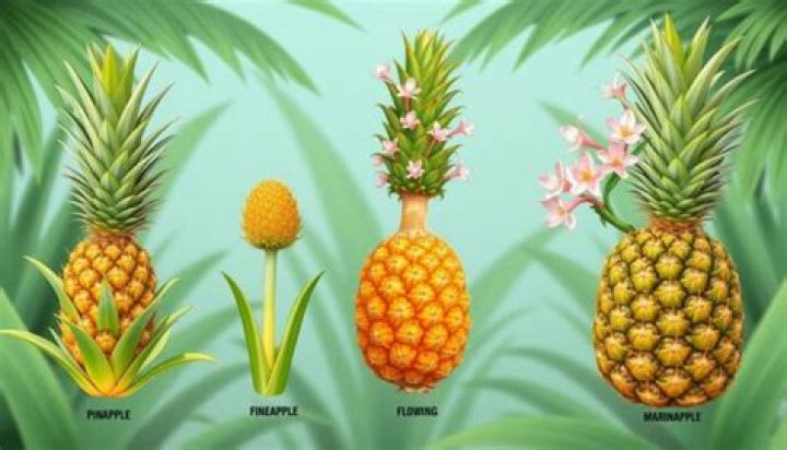 In pineapples flowering and fruit set are synchronised by?