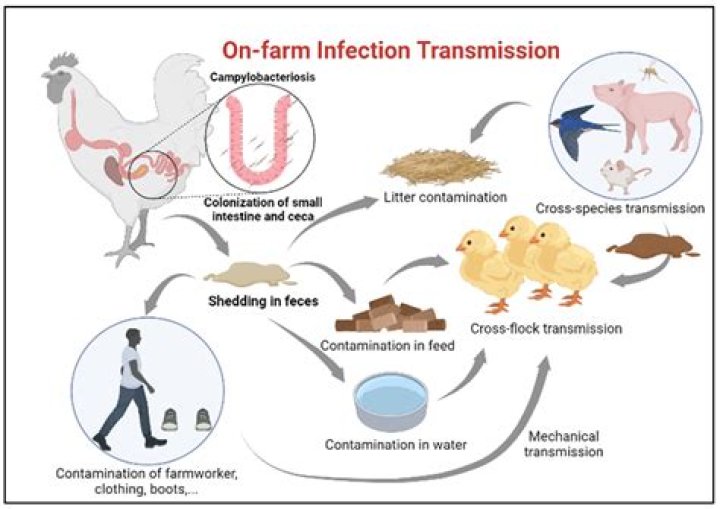 Is bacteriosis a word?