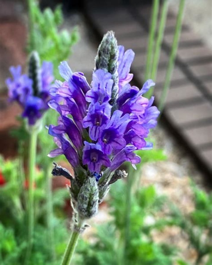 Is fernleaf lavender a perennial?