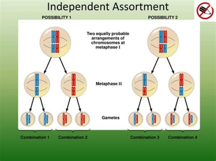 Is independent assortment the same as crossing over?