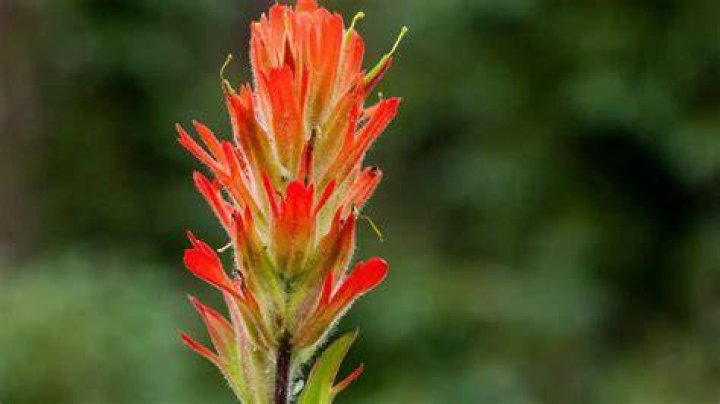 Is indian paintbrush parasitic?
