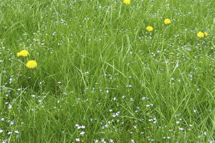 Is meadow grass good for horses?