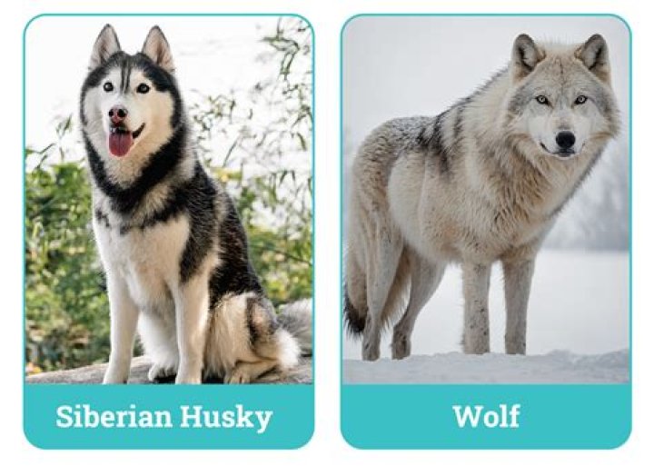 Is my Siberian husky part wolf?
