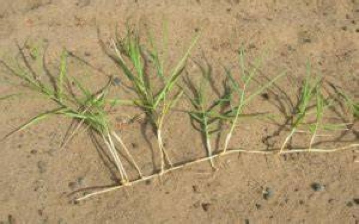 Is panicum a weed?