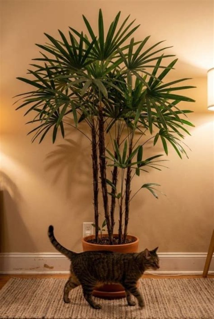 Is rhapis palm safe for cats?