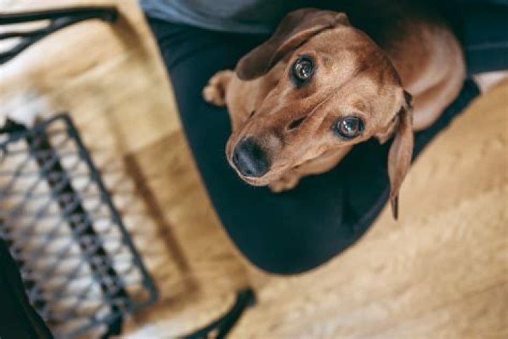 Is wasabi bad for dogs?