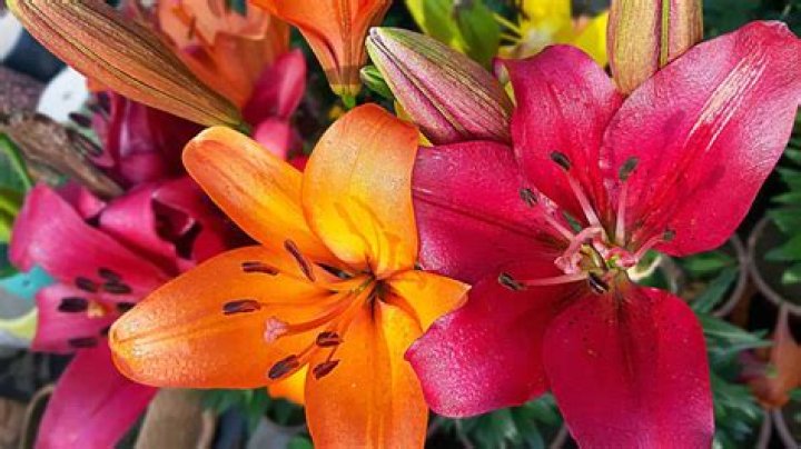 Should asiatic lilies be fertilized?