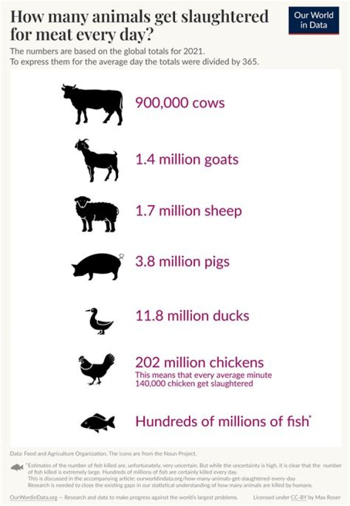 What age are cows killed for meat?