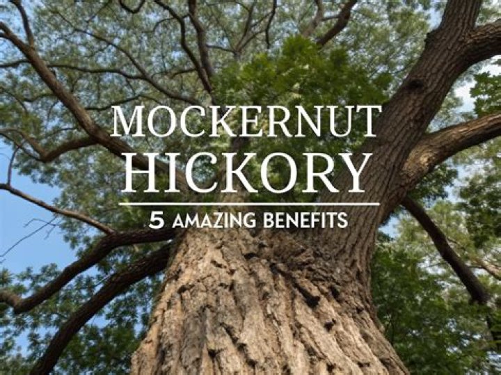 What are mockernut hickory used for?