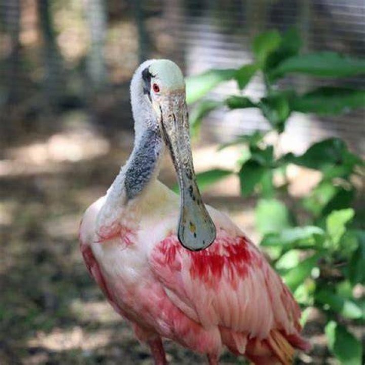 What do royal spoonbills eat?