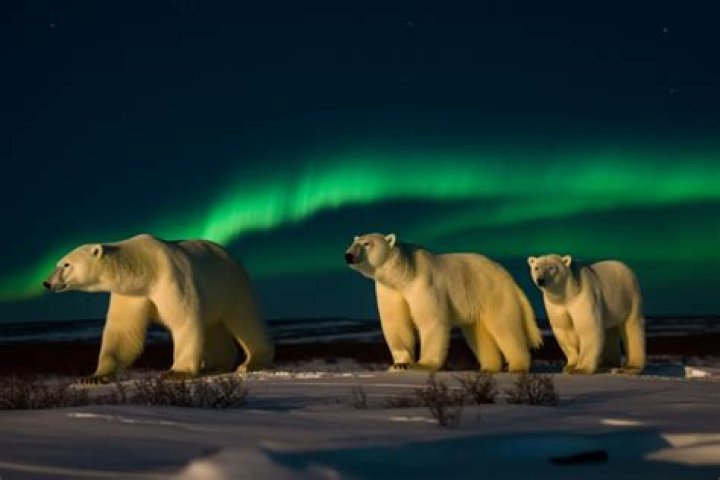 What do you need for a polar expedition?
