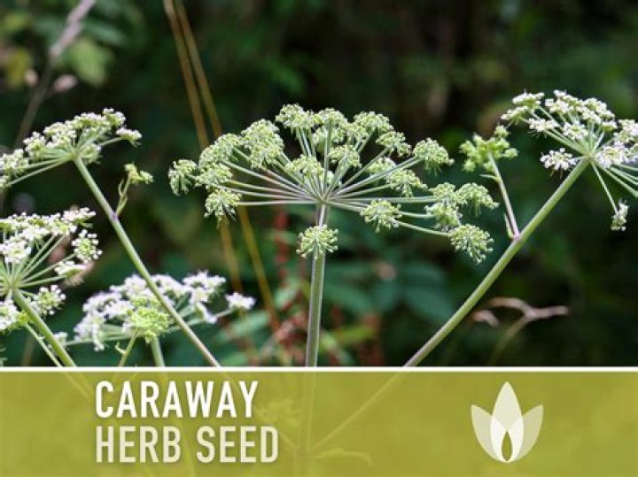 What does caraway plant look like?