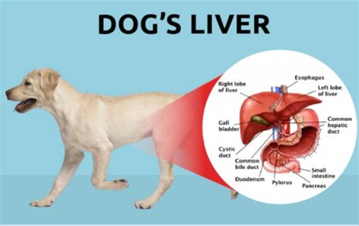 What does hepatopathy mean in dogs?