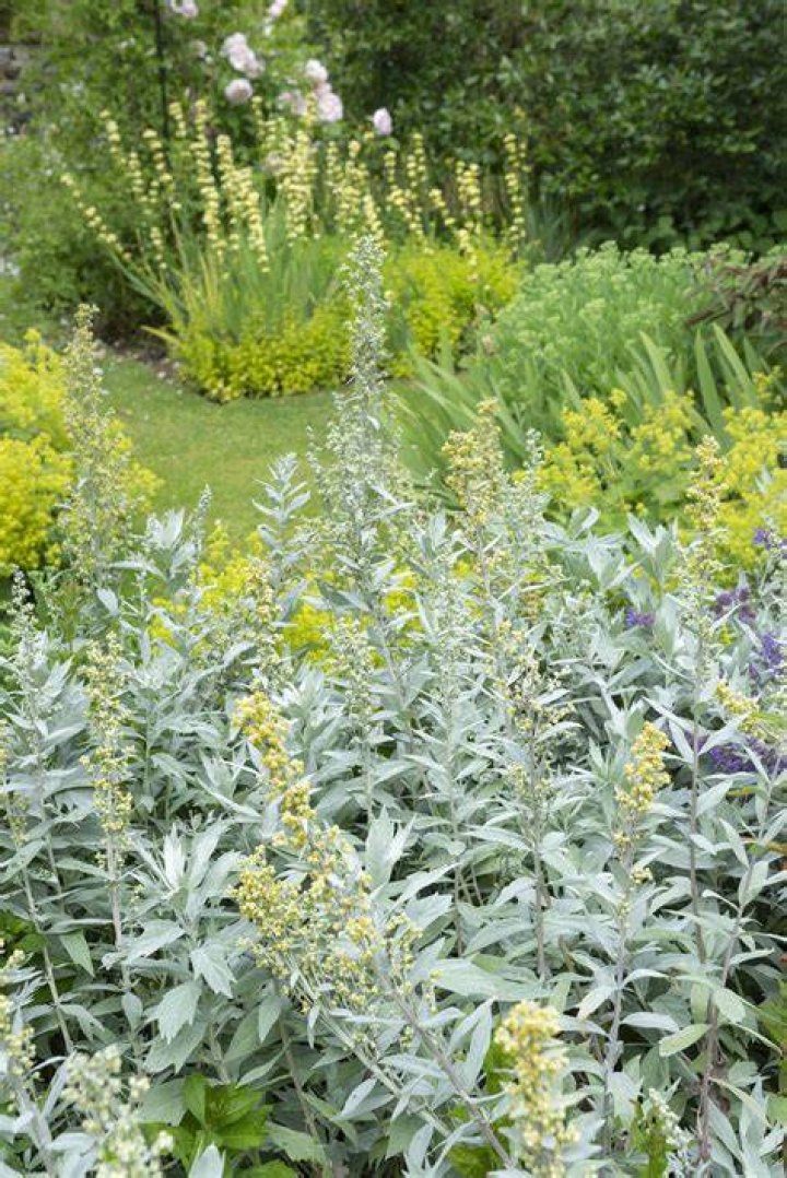 What does Silver Leaf look like?