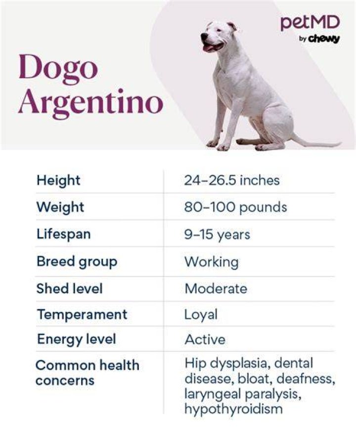 What dog is Doggo?