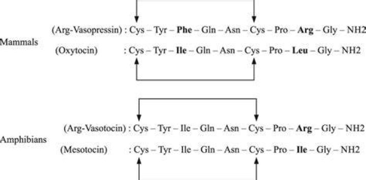 What is a arginine vasotocin?